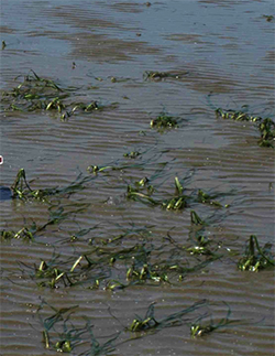 Seagrass in partially submerged water, at Crown Beach in Alameda.